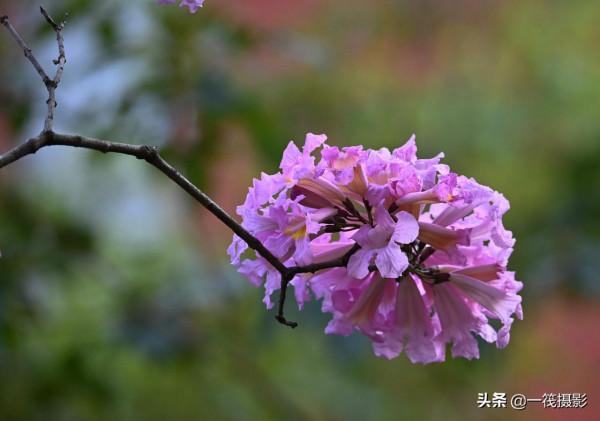 美麗的紫繡球花風鈴木