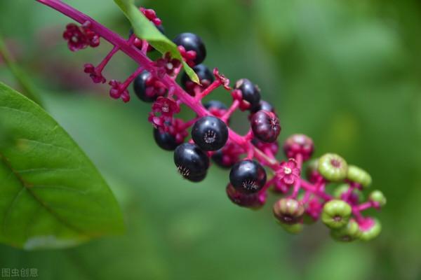 中藥專家提醒：這3種中草藥請不要自行服用，以防發生中毒意外