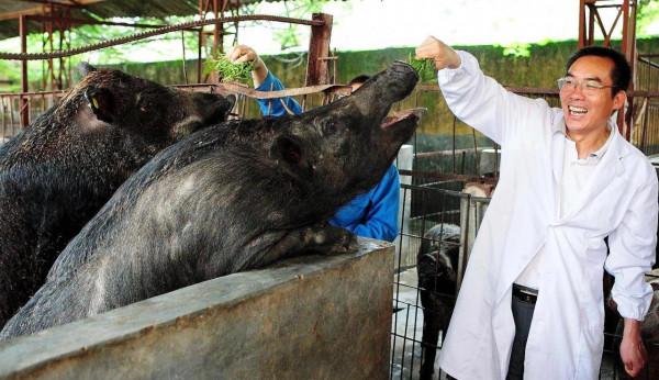 東北老人撿回小野豬，養15年重2200斤賣出天價，專家：巨型野豬