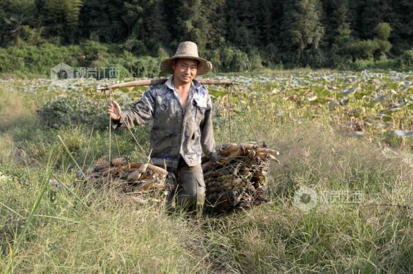 分宜：蓮藕豐收