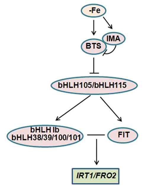 研究揭示“鋼鐵俠”IMA維持植物鐵穩態的新機制