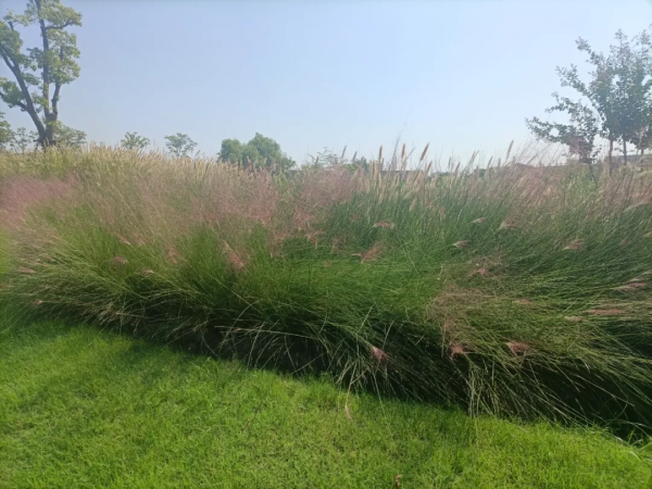 粉色浪漫再次籠罩浦東濱江，這個網紅打卡地等你來