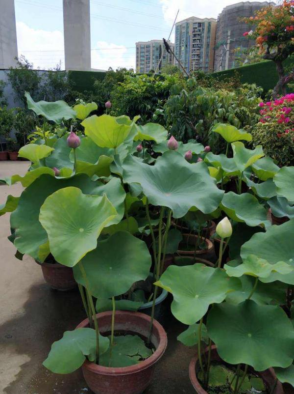 進入花市,不會挑選花卉?新手必備挑選指南,速來檢視 進入花市,不會挑選花卉?新手必備挑選指南,速來檢視