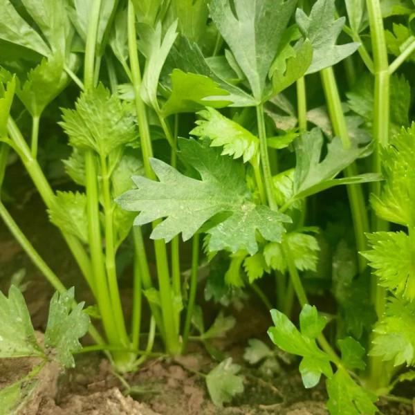 冬天女人健身減脂,記得吃8種鹼性食材,加速脂肪燃燒,好吃不貴 冬天女人健身減脂,記得吃8種鹼性食材,加速脂肪燃燒,好吃不貴