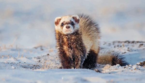 林草科普|大興安嶺尋鳥獸沒想象中簡單 林草科普|大興安嶺尋鳥獸沒想象中簡單