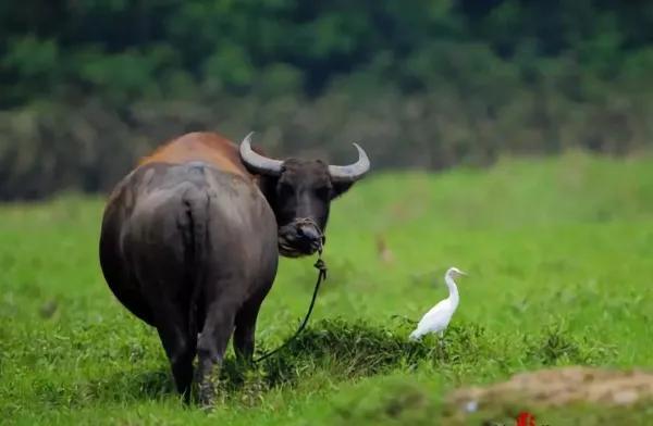 民間故事:老牛報恩:生命可貴,萬物有靈 民間故事:老牛報恩:生命可貴,萬物有靈