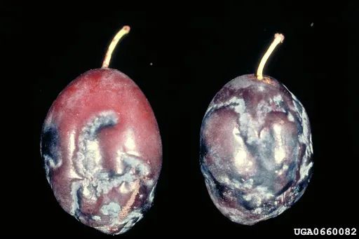 這幾種植物病毒,您知道幾個? 這幾種植物病毒,您知道幾個?