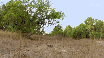 這隻貓天天和貓頭鷹幹架,卻打出了一段黑白配神仙友情 這隻貓天天和貓頭鷹幹架,卻打出了一段黑白配神仙友情