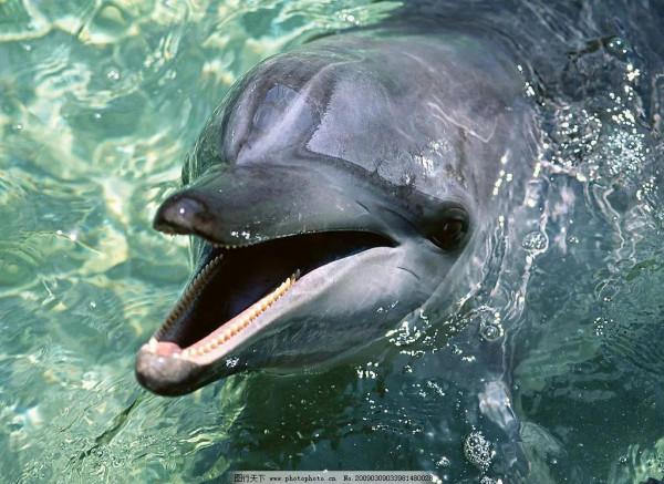 歡快的海豚，你開心嗎