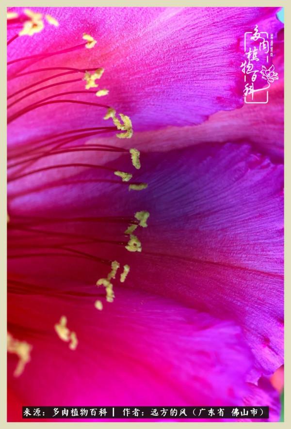 我若盛開，蝴蝶愛來不來