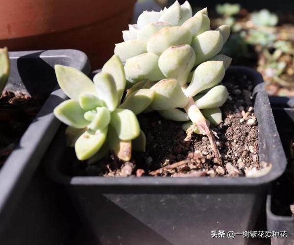 多肉常見問題：化水、黑腐、病蟲害，大家發圖，我來診斷和治療