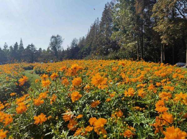 週末小憩，與CS35感受這片地方的美景