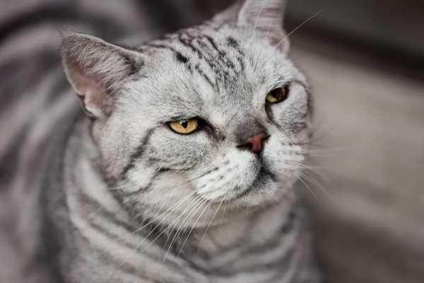 我,馬都督,是不會失寵的 我,馬都督,是不會失寵的