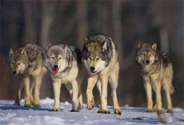 狼非常兇猛且群居，那它是怎麼被人類馴化成狗的？專家：狼自願的