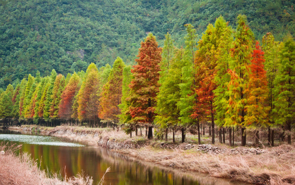 藏在浙江山澗處，有個世外桃源，滿眼夢幻紅杉林，並且鮮為人識