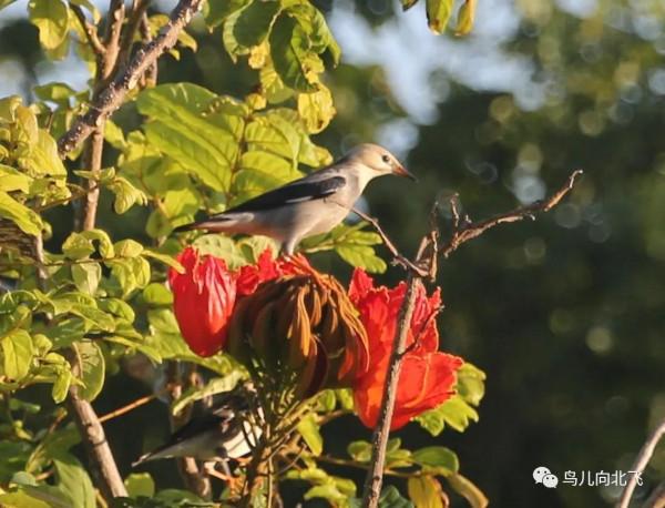 海南鳥事之五 八哥與椋鳥的集合 海南鳥事之五 八哥與椋鳥的集合