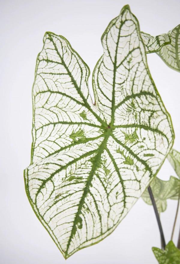 1種綠植特上檔次，葉子五彩斑斕，像打翻了調色盤