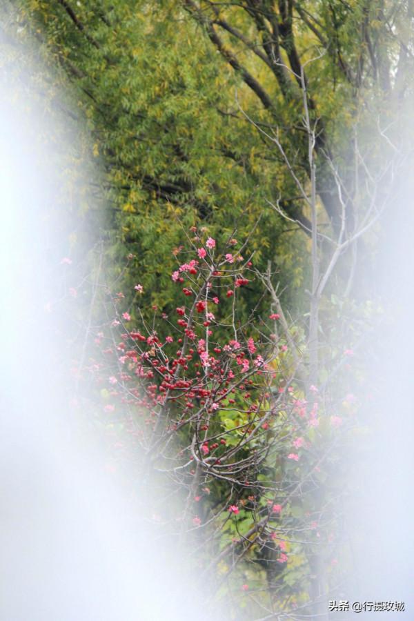 花果相擁迎冬雪,山東黃河玫瑰湖國家溼地公園現奇觀 花果相擁迎冬雪,山東黃河玫瑰湖國家溼地公園現奇觀