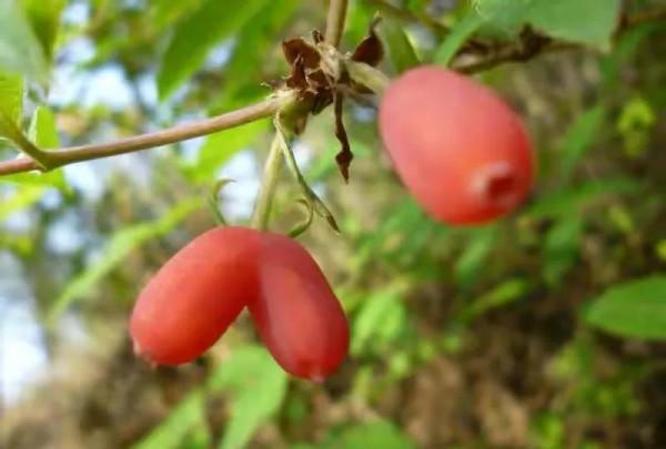 40種野果,滿滿都是兒時的味道 40種野果,滿滿都是兒時的味道