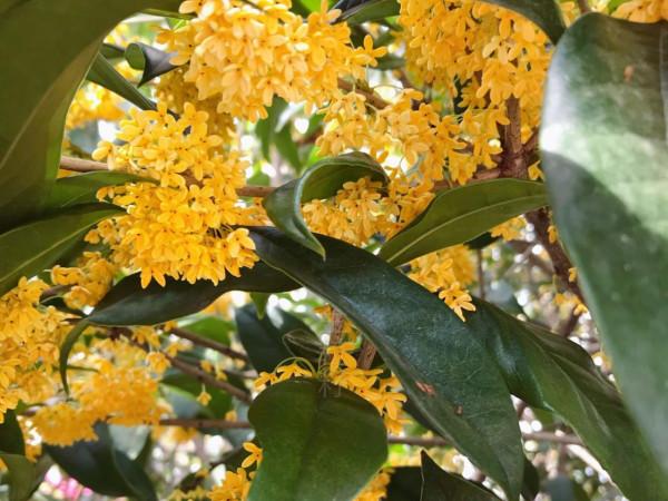 九月桂花香，趁著放假做點桂花醬，香甜誘人無新增，做一次吃半年