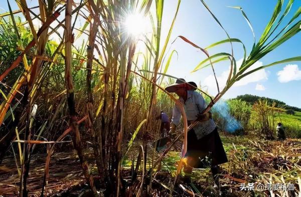 印度“無子宮村”:上百萬蔗農女工為保工作,切除子宮和卵巢 印度“無子宮村”:上百萬蔗農女工為保工作,切除子宮和卵巢