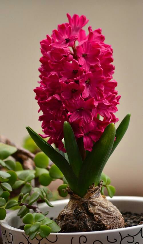 100種有毒的花和果，生活中很常見，出門要小心，避免受傷害