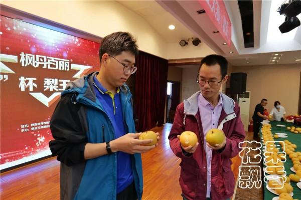 平均糖度11.8%,高價位下的秋月梨隱患 平均糖度11.8%,高價位下的秋月梨隱患