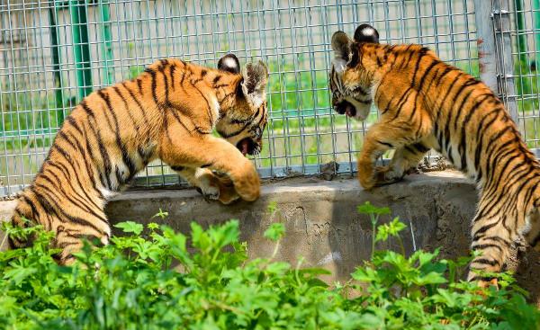 當年放養到非洲大草原的兩隻華南虎，它們後來怎麼樣了？