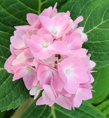 我今年80歲啦！我來分享我的花花草草