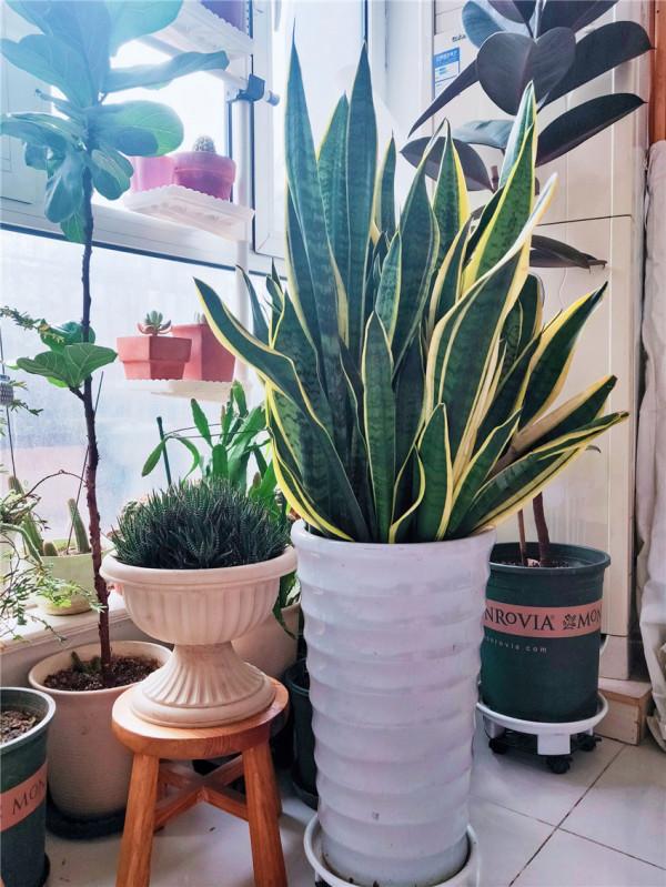 6種“肥胖花”冬天餓著養，越餓越長壽，多澆一杯水，黃葉死翹翹