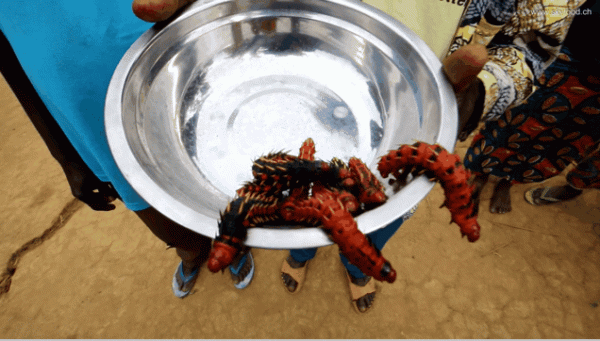 中國小夥逛非洲菜市場的真實感受:食物種類齊全、料理無奇不有 中國小夥逛非洲菜市場的真實感受:食物種類齊全、料理無奇不有