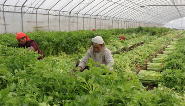 才知道，“西芹”和“山芹”區別這麼大，看完明白了，別再買錯啦