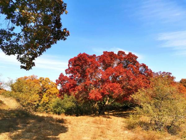 內蒙古烏旦塔拉草原上最美的五角楓林