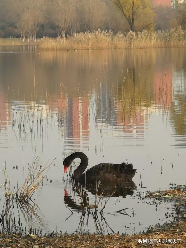 冬日天壇湖引來珍貴黑天鵝 冬日天壇湖引來珍貴黑天鵝