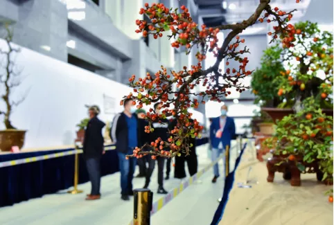 美圖丨如皋：精品盆景匯雉水，姿態優雅顯匠心！