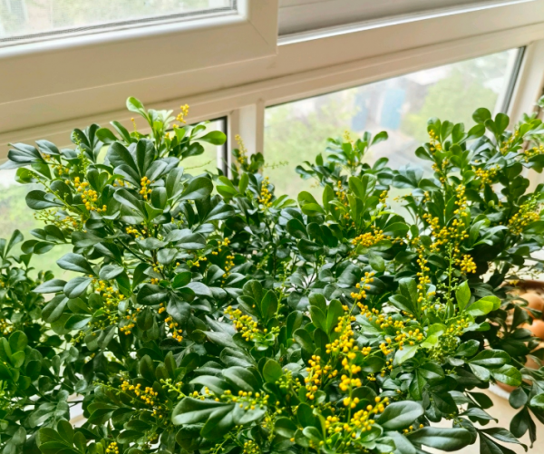 陽臺盆栽養花選這4樣，便宜好活，開花又香又美，時間又長