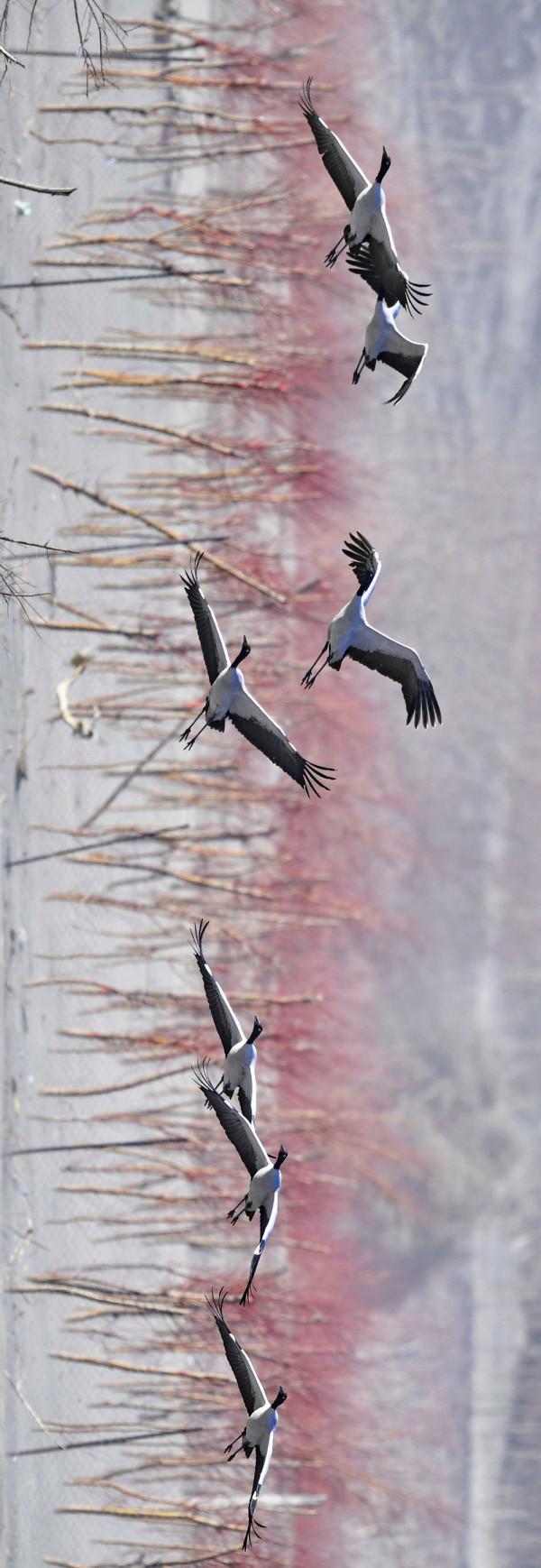 跟隨衛星,領略神奇的“西藏江南” 跟隨衛星,領略神奇的“西藏江南”