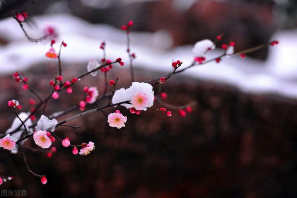中國十大名花之首——梅花