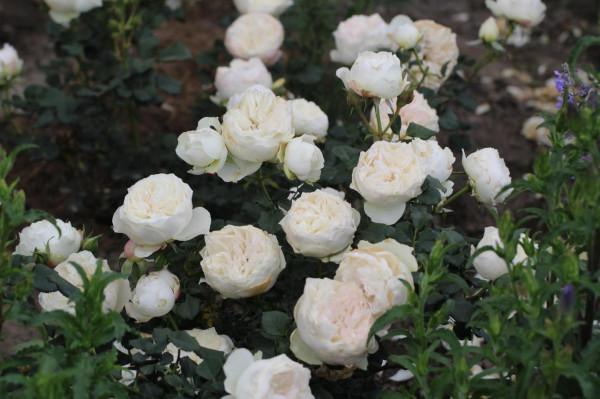 最美月季花 最美月季花