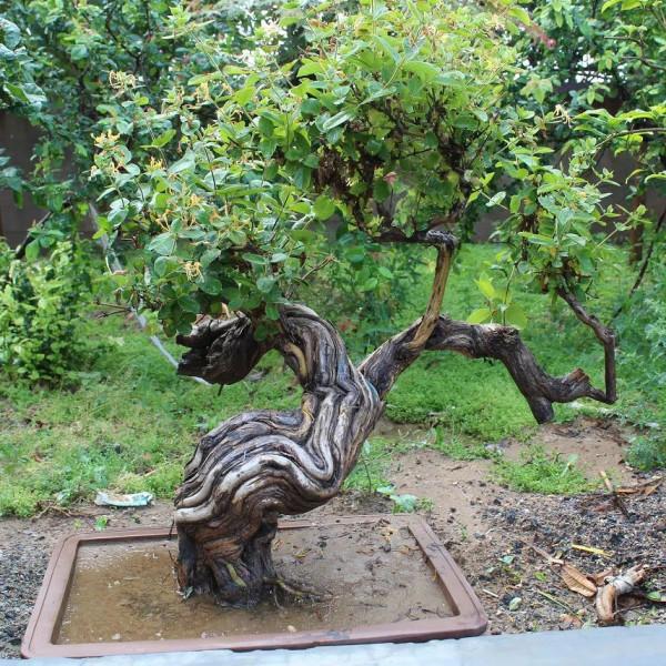 金銀花根系發達,一造型便“立竿見影”,輕鬆獲取盆景製作的歡樂 金銀花根系發達,一造型便“立竿見影”,輕鬆獲取盆景製作的歡樂