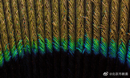 從珍貴的孔雀羽毛看“結構色” 從珍貴的孔雀羽毛看“結構色”