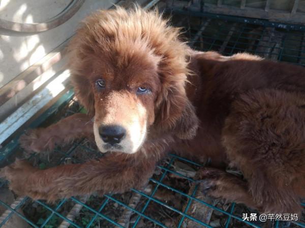 藏獒，一種有靈性的狗狗