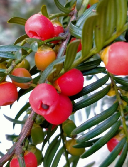 跟風買的“網紅花”，本以為交了智商稅，實際越養越上癮