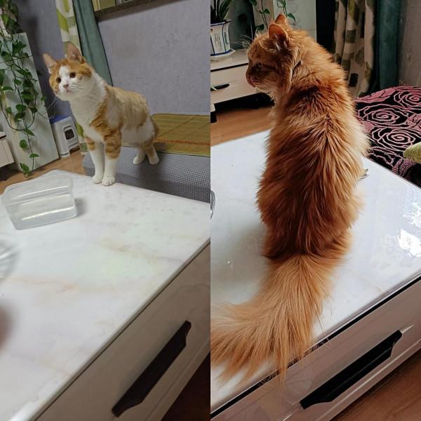 被送養後的成年貓,輾轉回家的路好難 被送養後的成年貓,輾轉回家的路好難