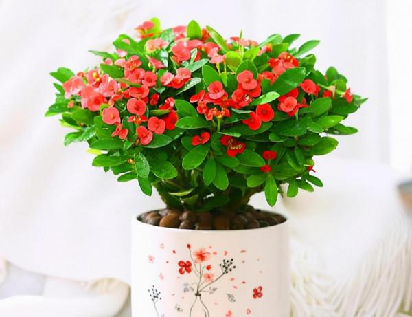 容易因多澆水而死的“10種花”，想要養好，管住手，少澆水