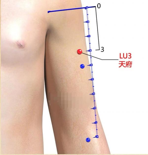 手太陰肺經／天府