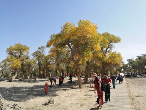 額濟納最全旅遊攻略，怎麼前往最方便？