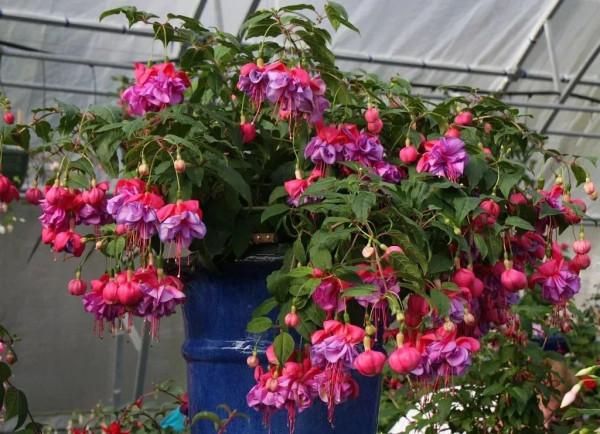 花朵喜慶熱鬧的7種開花盆栽，開花時像掛滿了紅燈籠