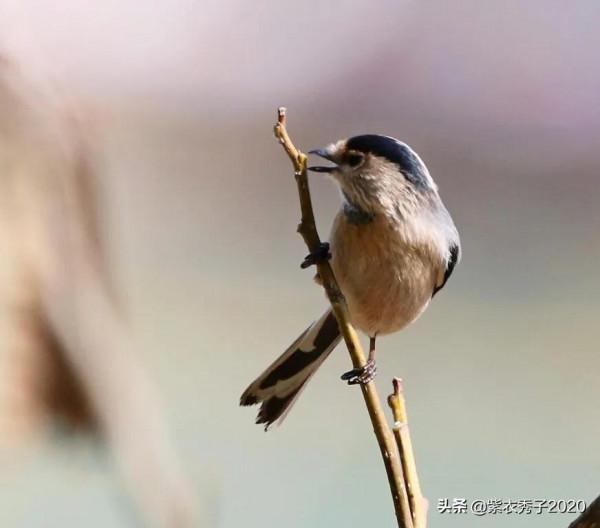 攬月灣的銀喉長尾山雀 攬月灣的銀喉長尾山雀