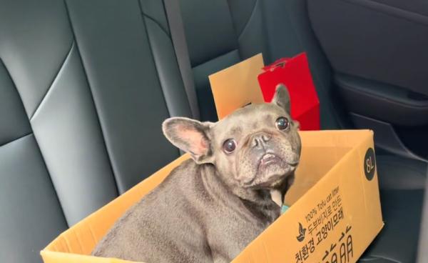 湖北：情侶分手搬走，懷孕法鬥成了流浪狗，狗狗：主人，我該咋辦